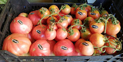 La Tosquilla- Fruta, Verdura y conservas de estacion- Nules